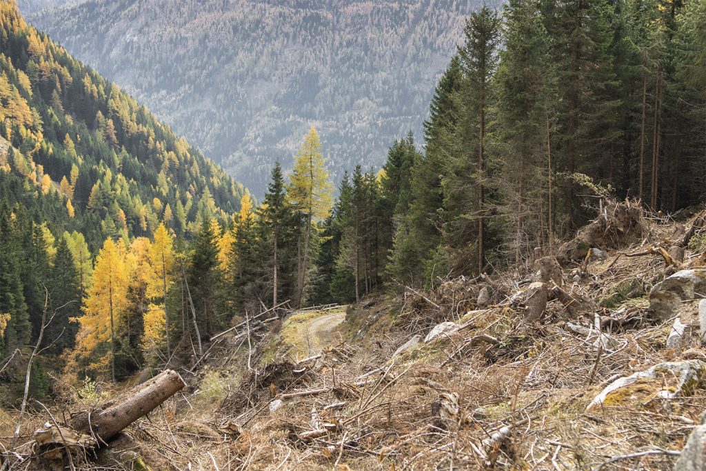 Förderungen von Aufforstungen