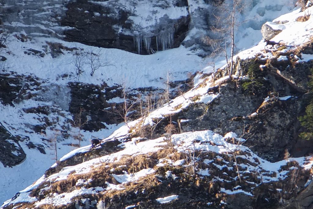 Wildschutzgebiet Kesselwände